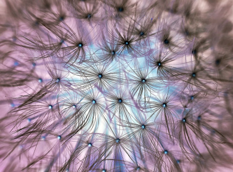 Dandelion 1346727 1280