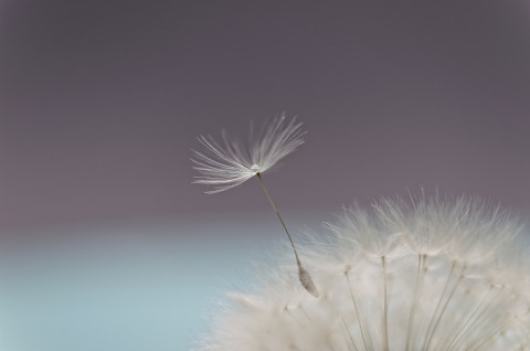 Dandelion 6266231 1280